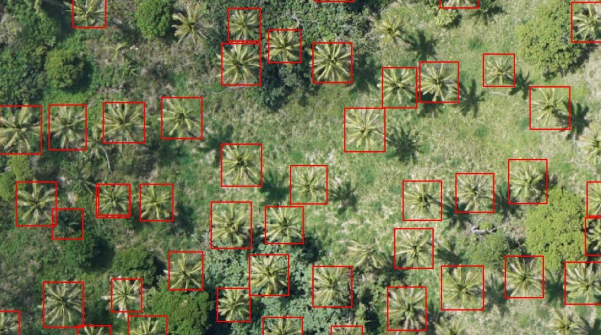 Individuazione informazioni su piante da immagini satellitari